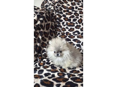 Dişi pomeranian yavrular
