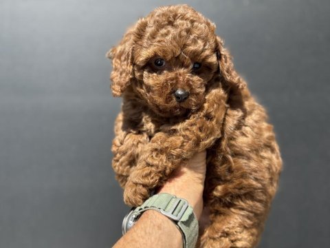 Petmode köpek çiftliğinden kore toy poodle