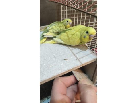 Taze muhabbet kuşu 2 güne yeme düşecek