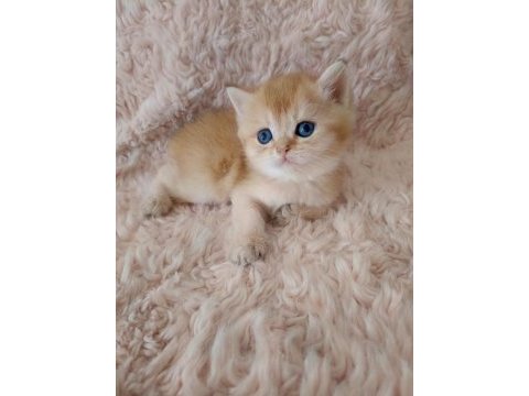 Golden british shorthair bebekler