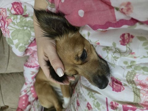 Küçük ırk sevecen dişi köpeğimiz