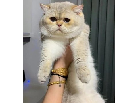 British shorthair yetişkin erkek