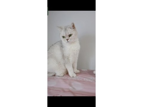 British shorthair kedisi (ücretsiz)