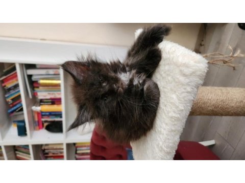 Maine coon yavru