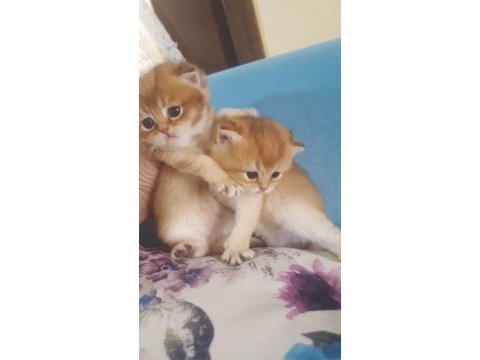 British shorthair erkek
