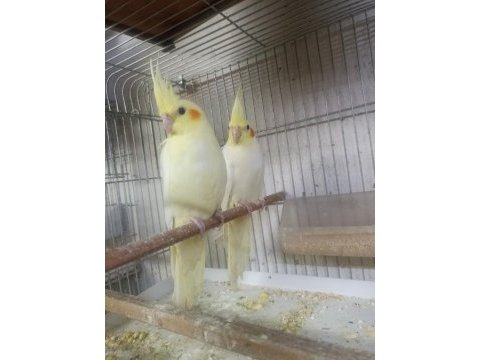 Yavru sultan papağanı