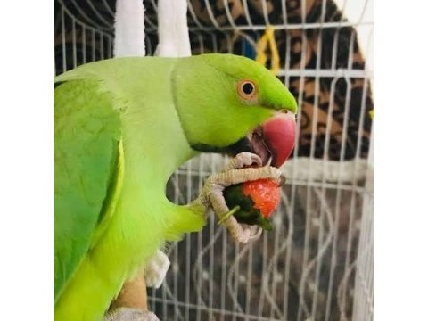 Yavru pakistan papağanı
