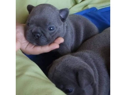 Blue french bulldog yavruları