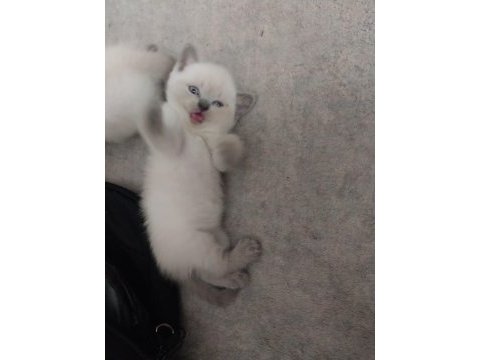 British shorthair yavrular gönderim mevcut