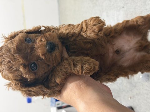 Kendim kızımın safkan poodle yavruları