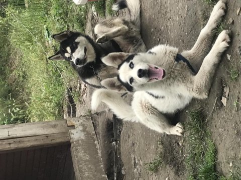 Acil sibirya kurdu yavrularım
