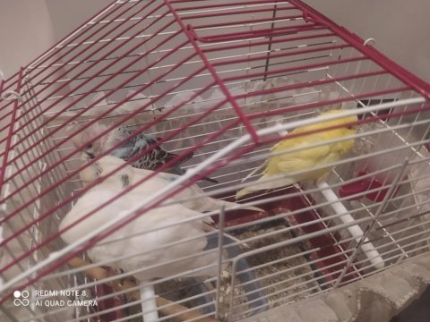 Muhabbet kuşu albino lutino yerli de var için de
