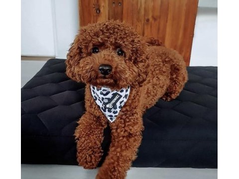 Eşleştirme adayı red toy poodle 3 kg kaliteli sperm