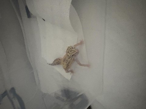 Leopard gecko 10 aylık dişi