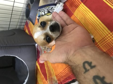 Yavrularımız doğdu ve çok sağlıklı chihuahua