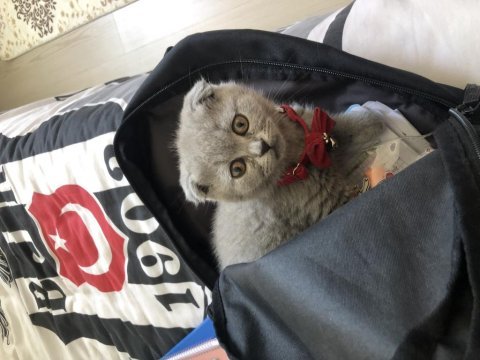 Scottish fold kedisi