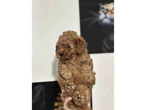 Kurabiye tadında poodle