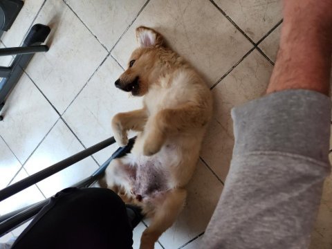 3.5 aylık golden retriever
