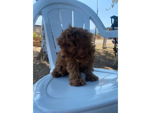 Uygun dişi koyu renk poodle