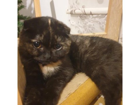 Scottish shorthair kedisi