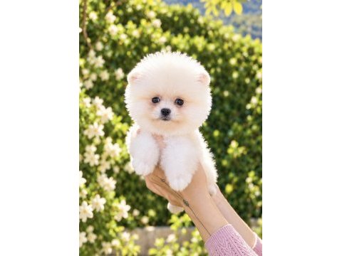 Kusursuz karbeyaz pomeranian boo