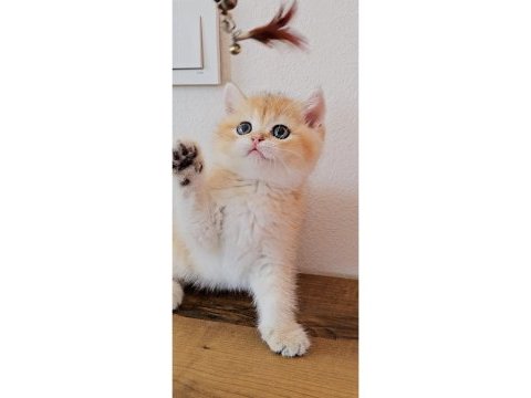 British shorthair kedimiz sahiplendiriyoruz