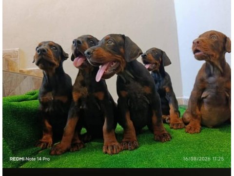 A scr üst düzey doberman
