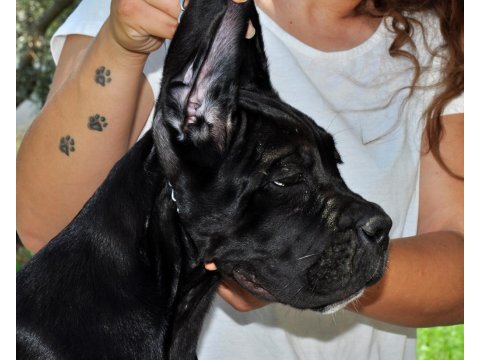 Şecere belgeli ırk ve sağlık garantili cane corso yavrular