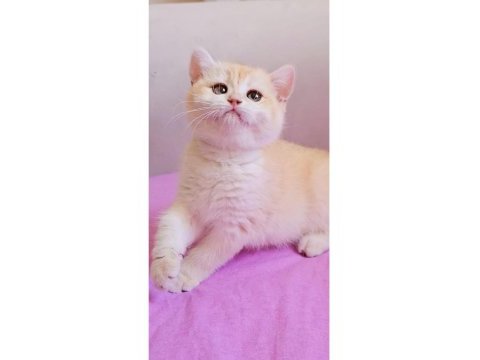 British shorthair çikolata kız