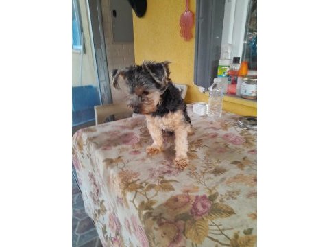 4 aylık yorkshire terrier