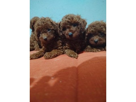 2 aylık erkek dişi poodle yavrular