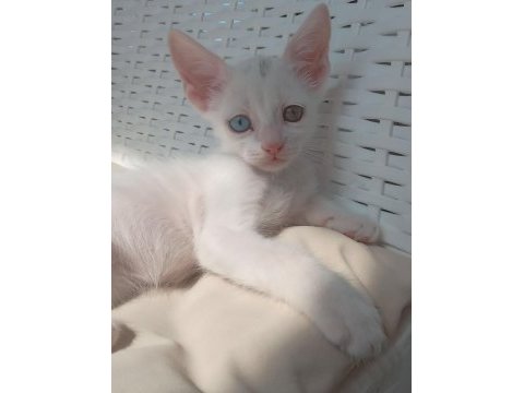 1 aylık safkan ankara kedisi yavruları