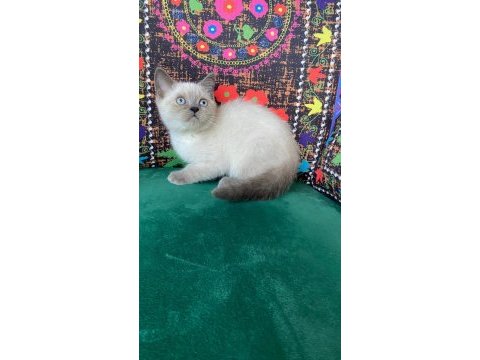 Masmavi gözler çok akıllı yavru