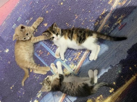 Sevgi dolu yavrucak kediler sıcak yuva arıyor