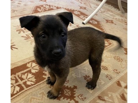 Fcı a secere malinois son 2 erkek