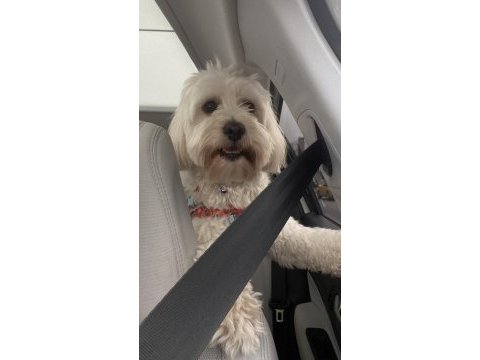 Çiftleştirme maltipoo