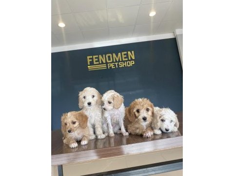 Morkie yavrularımız mağazamızda canlı görün ankara