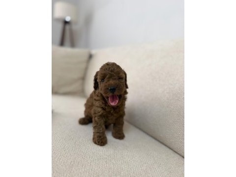 Dişi dark red mikro kore mükemmel anatomi poodle