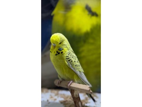 Şov jumbo 25 li yavru kuşlar