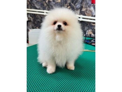 Teddy teacup pomeranian yavrularımız