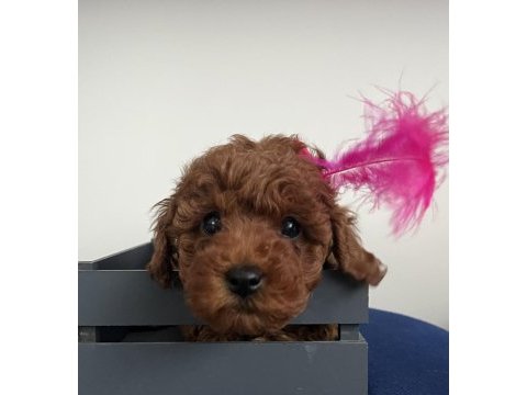 Toy poodle bebeklerim