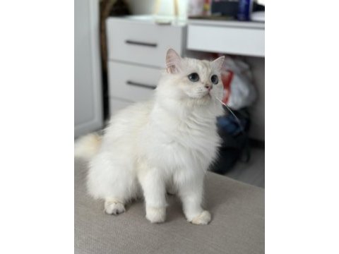 Uysal british longhair