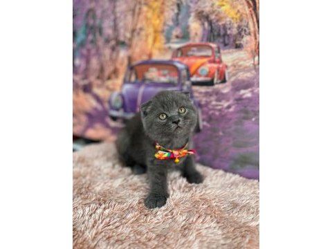 A kalite top kafa scottish fold yavrular