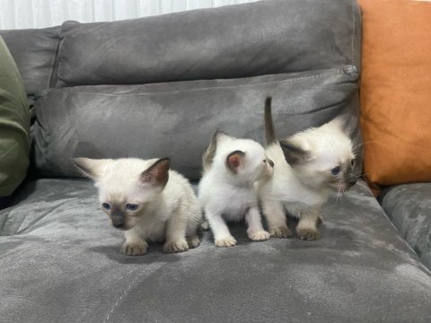 Siyam kedisi yavruları