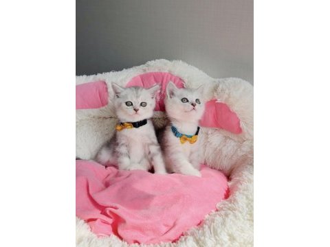 A kalite silver british shorthair bebeklerim 