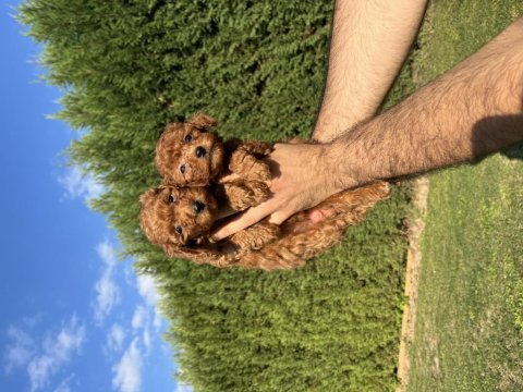 Teacup toy poodle saf kan yavrular