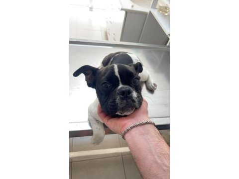 6 aylık french bulldog