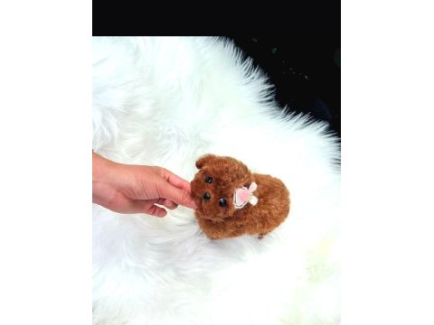 Show düzey a kali̇te toy poodle yavrumuz