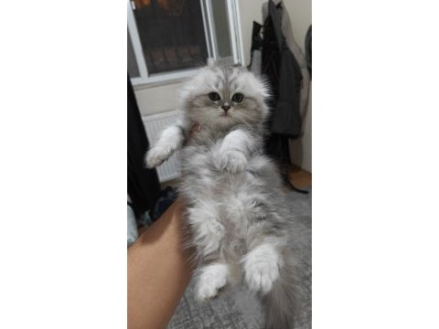 Ayıcık yüzlü scottish fold yavrular