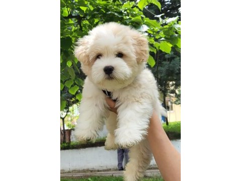 4 aylık orjinal maltipoo